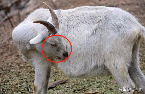羊流鼻涕眼屎多的原因,羊眼屎多