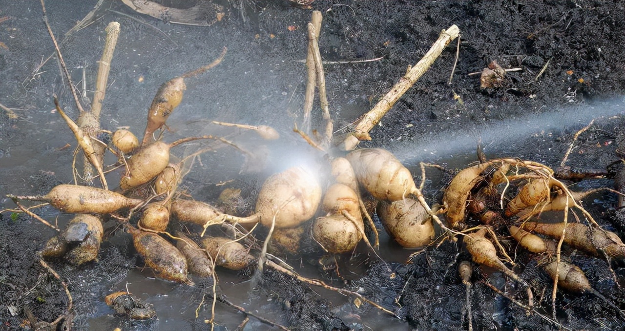 大丽花秋天要起球吗,大丽花怎样越长越好