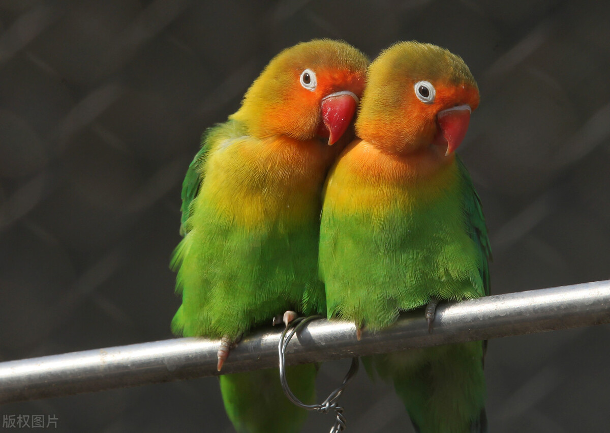 如何正确养爬宠鹦鹉,养鹦鹉的注意事项ppt