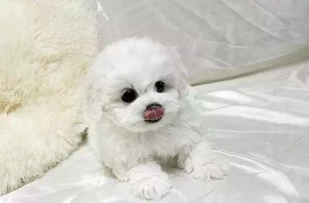 比熊消化不良的症状,比熊消化不良怎么办