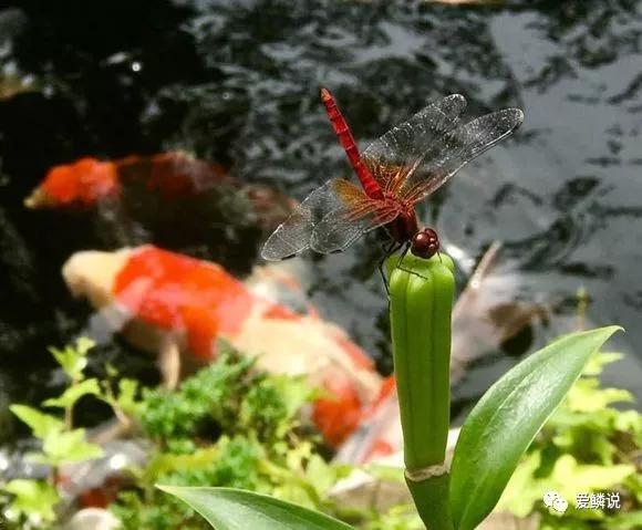 炎炎夏日,别让自家鲤池成为最有“味道”的那一个