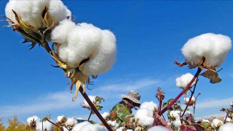 棉质衬衣潮流,纯棉衬衫流行款