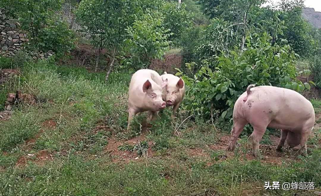 什么新兴行业养殖最赚钱,当今什么小本投资养殖业最赚钱