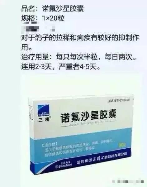 鸽子生病偏方大全,鸽子怎样用药不生病