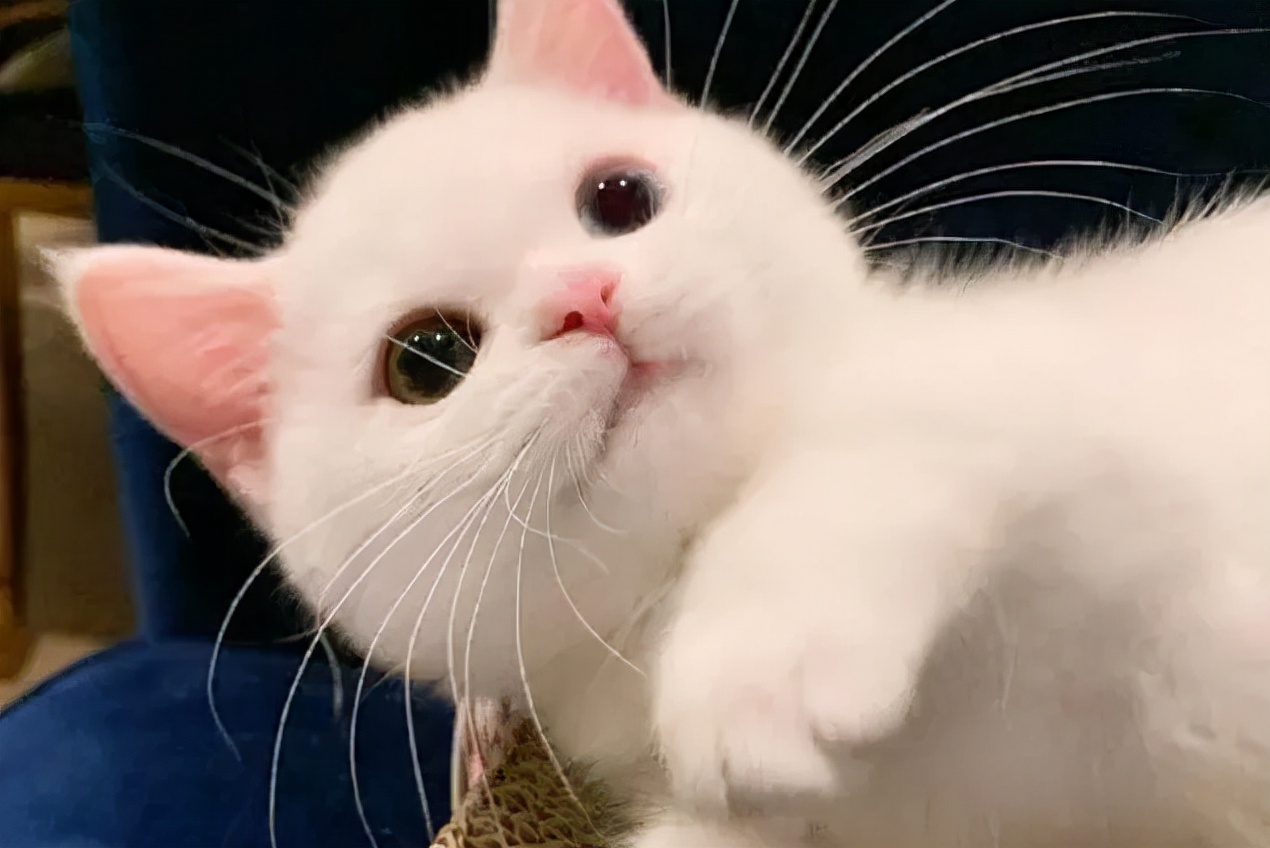 养猫咪哪种猫最好养并且粘人,新手养猫最好要选择这三种猫咪