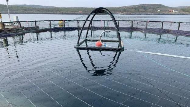 “最毒僵尸鱼”，外媒曝挪威三文鱼养殖乱象，看完胃不好了