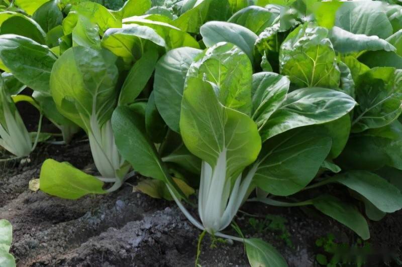 90后青年呆在农村干种植年赚200万,农村靠种植致富的案例