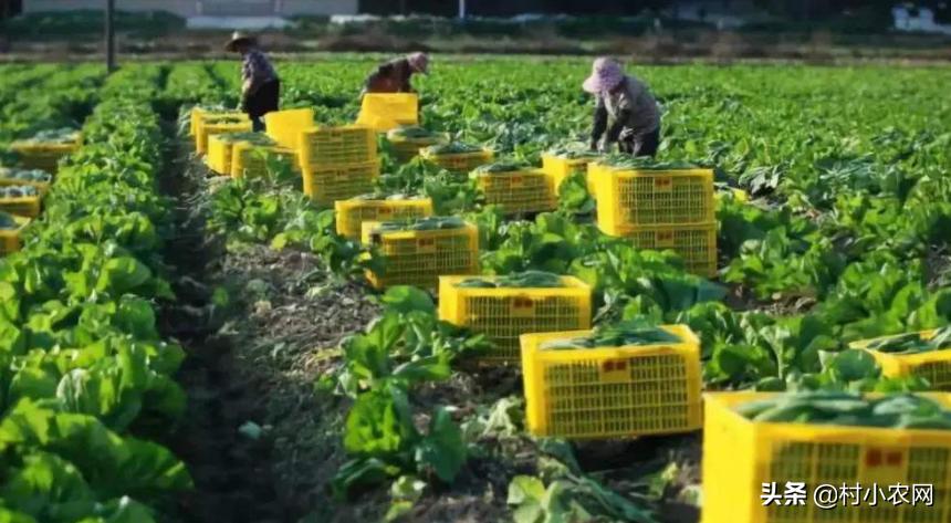 2020年农村创业有什么好项目种植,2021年农村创业投资