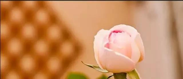 每天一点鲜花小知识,每天学习一点点科普知识