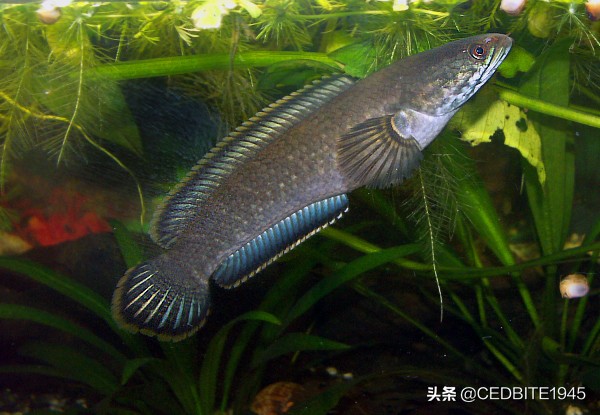 最好养的大型雷龙鱼品种,最适合养的雷龙鱼排名