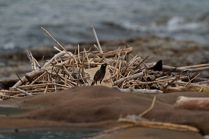 索尼fe50mmf2.5gm测评,索尼fe24f1.4gm大师镜头评测