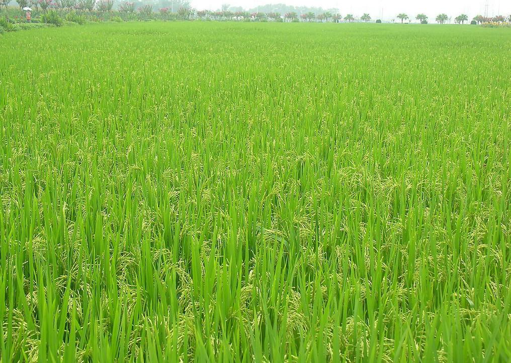 曹县魏湾镇各村姓氏分布,曹县魏湾地名