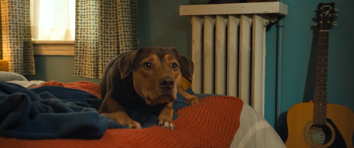 电影故事:一条小狗穿越四百英里回家的故事