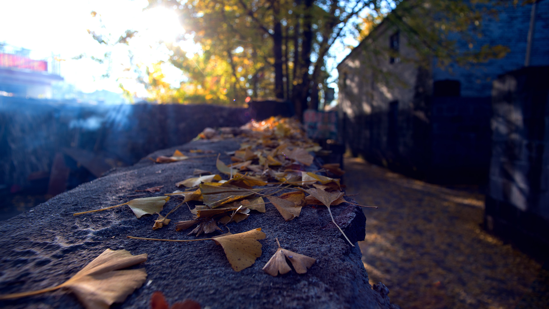 2023腾冲看银杏最佳时间,腾冲看银杏树旅游攻略