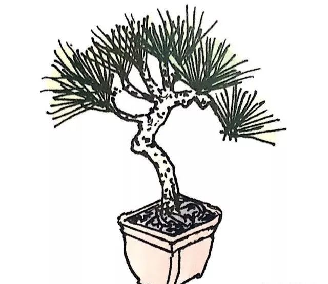盆景如何养成粗细变化明显,盆景怎么不让树长高
