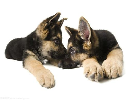 德国牧羊犬十大可怕之处,德国牧羊犬真的可怕吗知乎