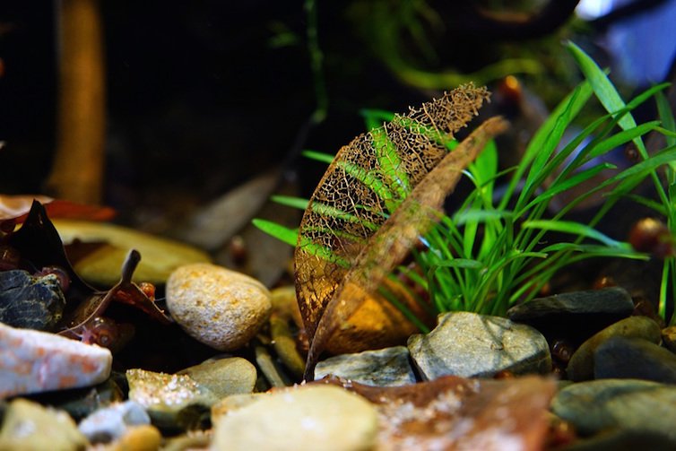 南美水族论坛推荐,南美水草造景论坛