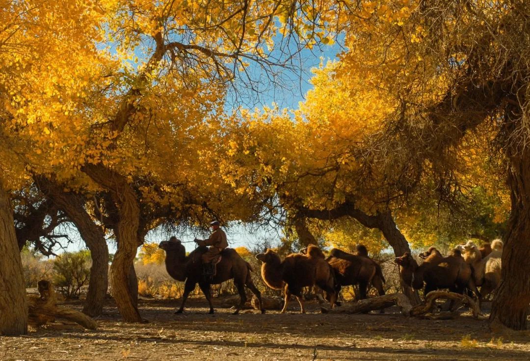 额济纳胡杨林自驾游详细攻略,宝鸡自驾往额济纳胡杨林攻略