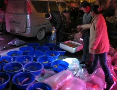 水族行业为什么这么难做,最近水族发展趋势