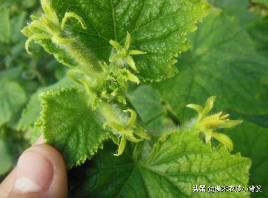 黄瓜还没结就花打顶了怎么办,黄瓜出现花打顶的原因和防治措施