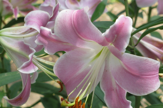百合什么时候种植什么时候收,食用百合最佳种植时间和方法