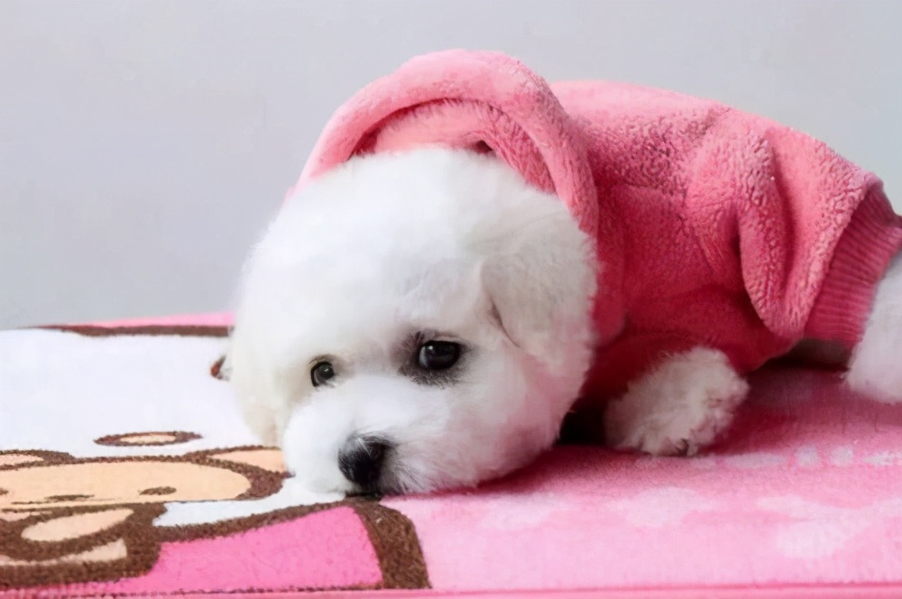 比熊犬生病了有什么表现,比熊犬的生病表现是什么