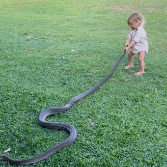 澳洲狂野早教:2岁娃单挑巨蟒,爸爸在一旁指点加油,这?