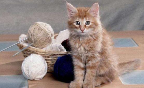 月亮睡了你不睡，你是秃头小宝贝！为啥猫咪每天熬夜没见秃头呢？