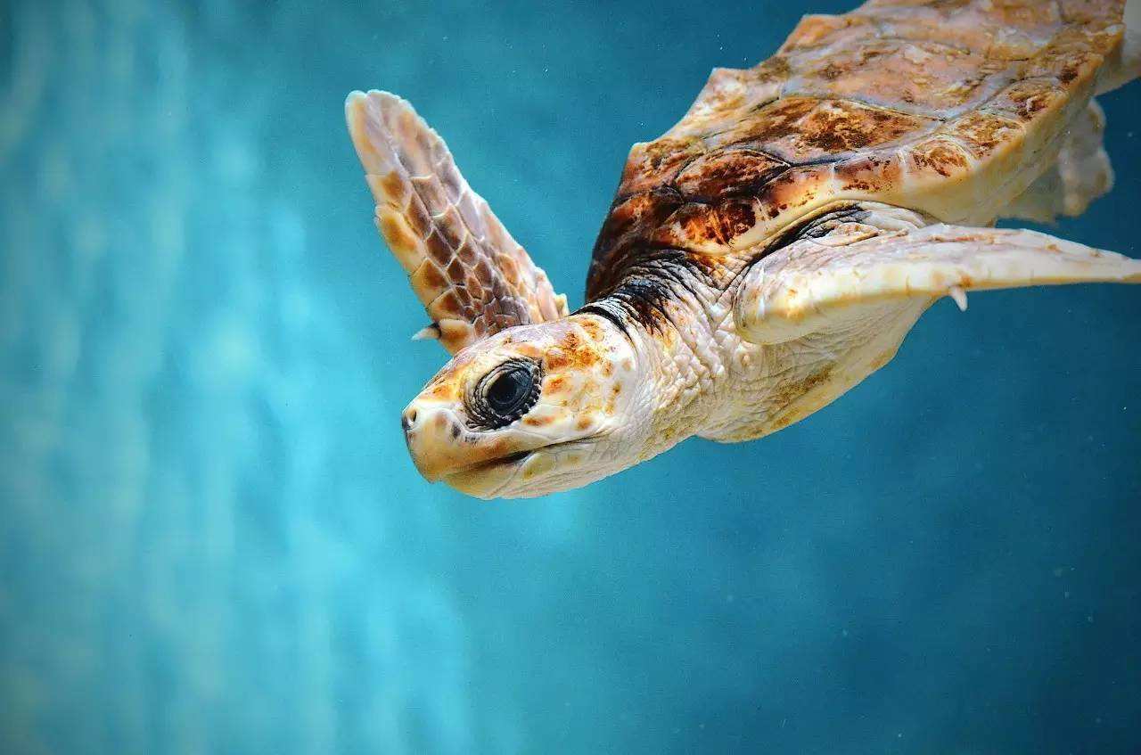 双月湾豪生和都喜天丽哪个酒店好,双月湾檀悦豪生和都喜天丽区别