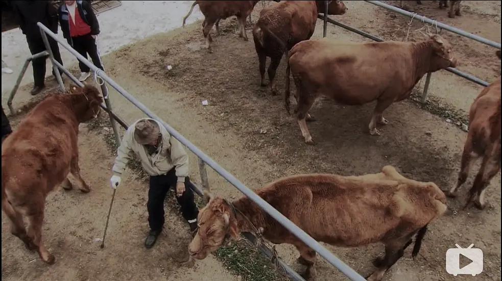 老黄牛被卖狗狗含泪送别,老黄牛被卖狗狗哭了