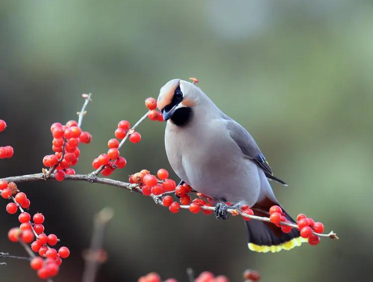 太平鸟拍到的视频,抓拍鸟的照片