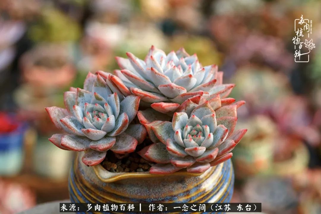 对多肉植物的爱心寄语,赏兰花感言