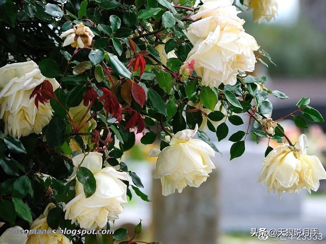 怦然心动月季,怦然心动月季秋季什么样