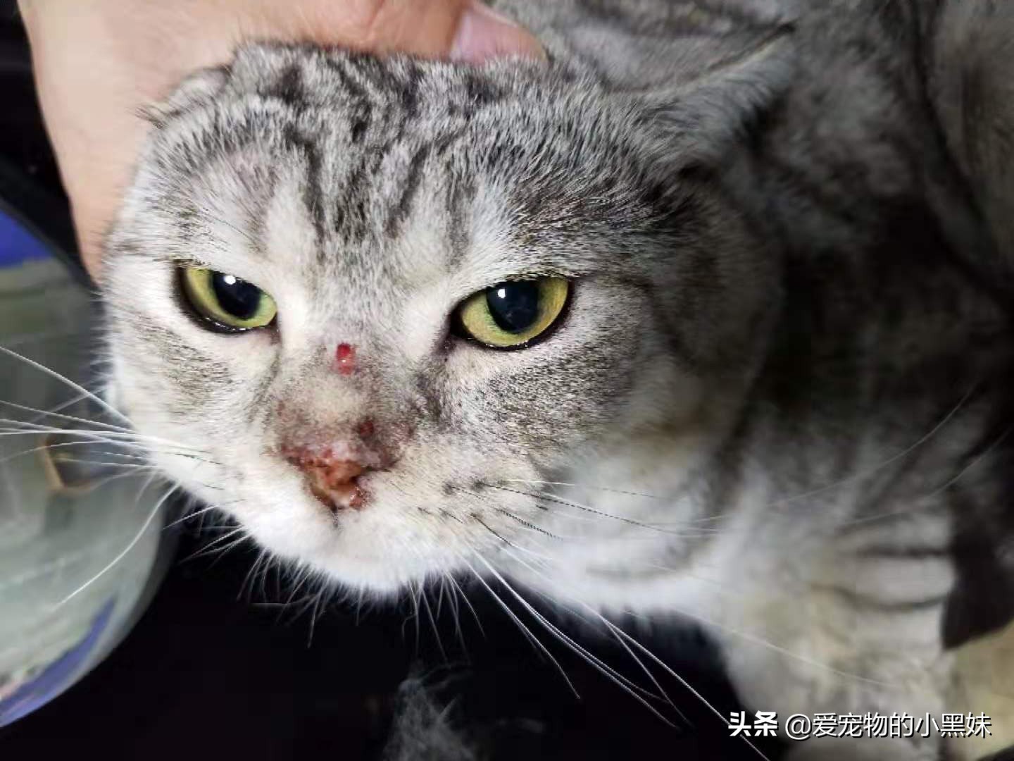 猫鼻头嗜酸性皮肤病是什么，该如何诊断治疗，一文告诉你