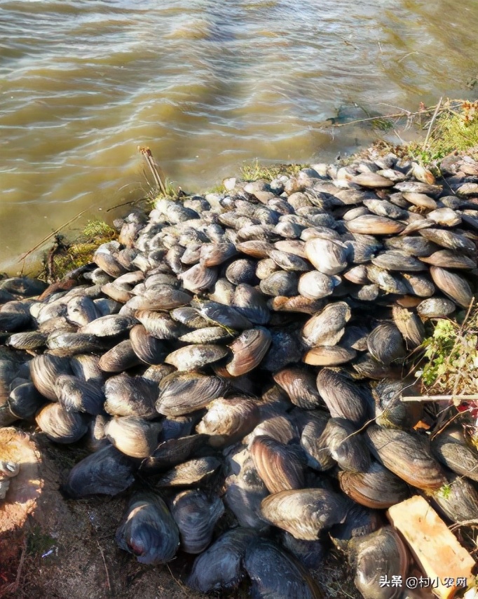 农村适合穷人的18个创业项目,想在农村创业做项目