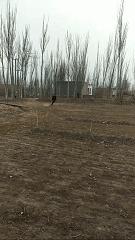 新疆小伙足球,新疆民间足球小伙