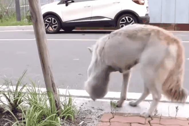 流浪狗身体长了瘤,流浪狗得肿瘤被主人遗弃