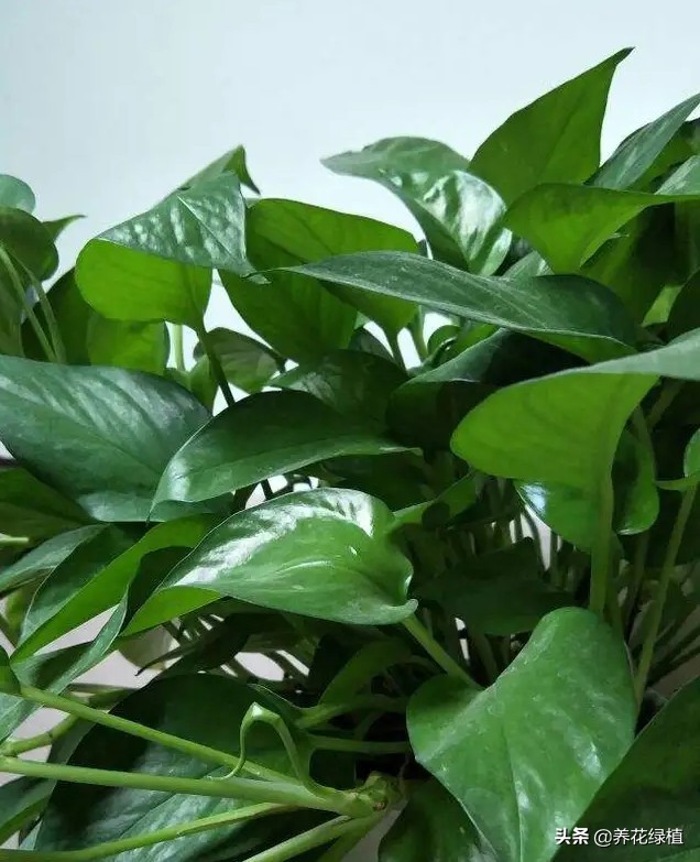 绿萝土培怎么养才能更旺盛一些,土培绿萝怎么养才能不黄叶茂盛