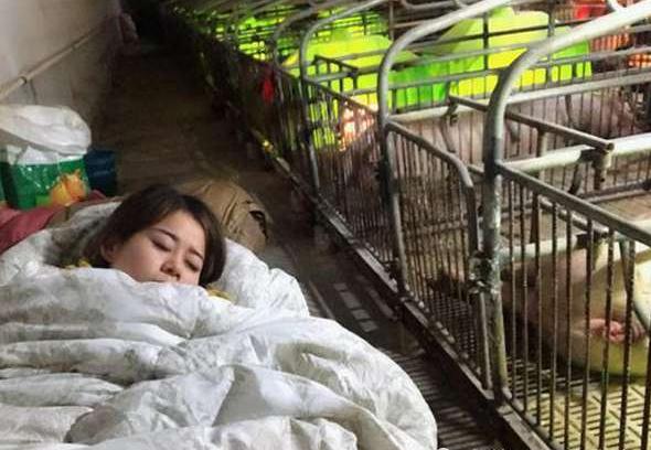 猪肉价格继续下跌养猪户何去何从,猪肉10元养猪还能赚钱