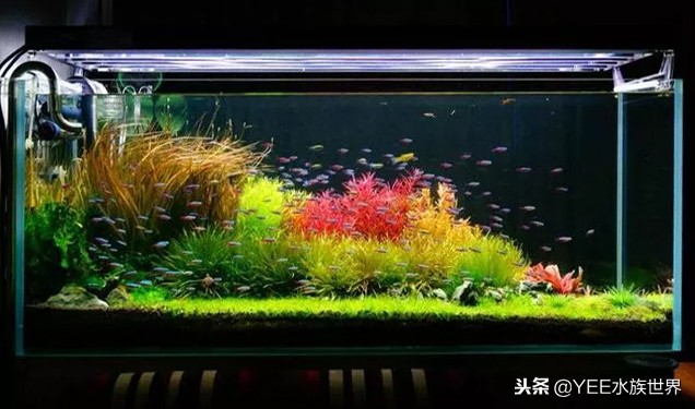 养鱼的心酸和感受,养鱼其实也是一个自我磨练的过程