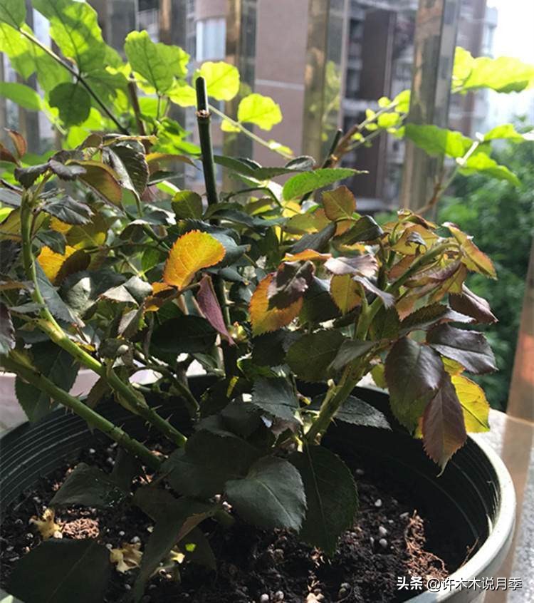 月季芽点都枯了月季还能活吗,月季枯萎了还能救活吗