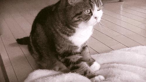 为什么猫咪会踩脚印呢,为什么猫咪会踩来踩去的