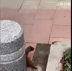 一小黄鼠狼迷路等救助，大黄鼬瞬间出现，不顾围观，叼着幼崽就逃