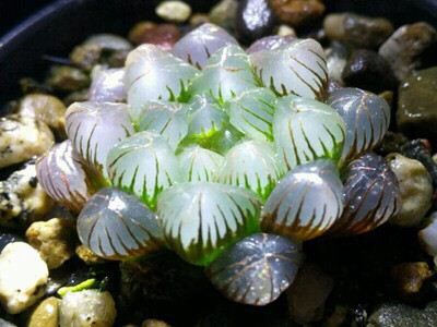 冰灯玉露防辐射彩色多肉植物,超大母本冰灯玉露多肉植物