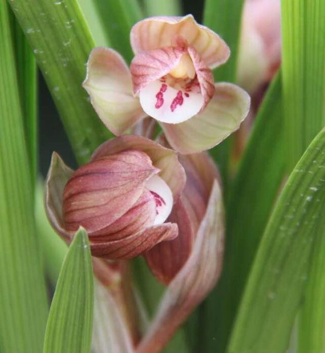 2004年，他偷偷将建房款用于投资天价兰花，老婆知晓后和他离婚