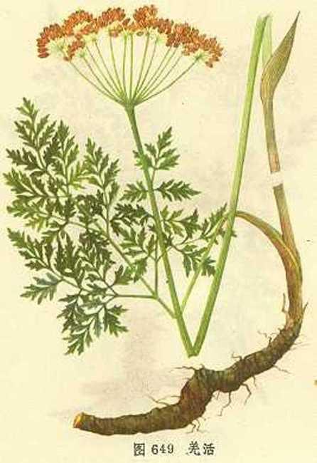 独活与羌活的植物区别图片,羌活属植物都有什么