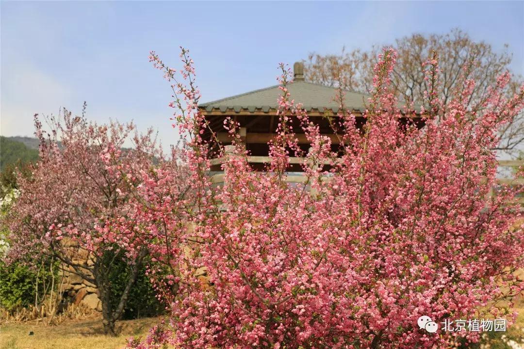 中国科学院植物研究所北京植物园,北京植物园有牡丹花还有什么花
