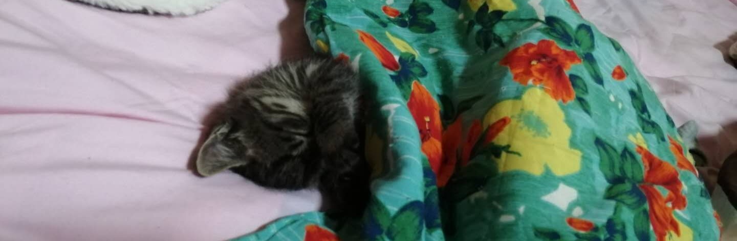 喵明明可以依靠卖萌与宠爱生活，却要用“好奇心”追求生活