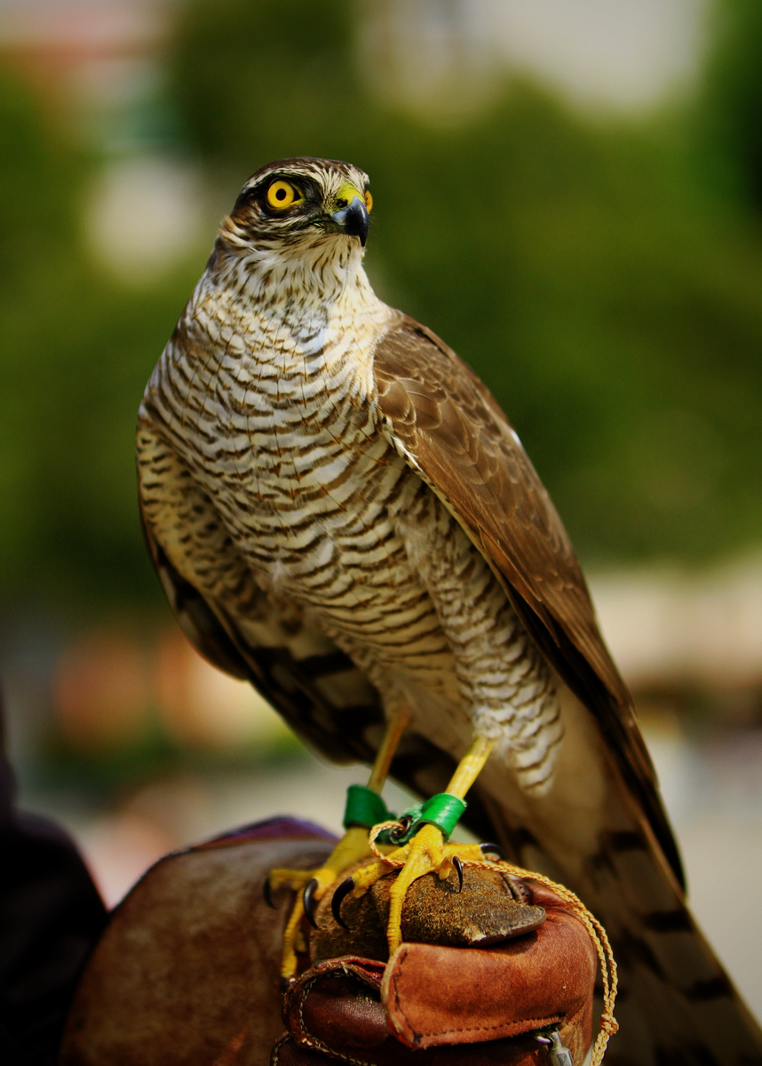 12岁少年鸟神,12岁天才少年懂鸟语