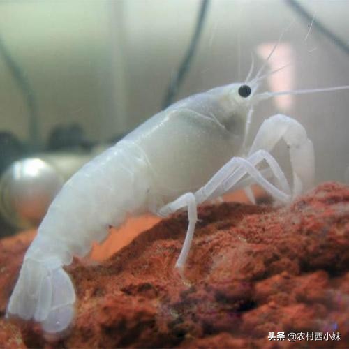 观赏虾好养耐活,养观赏虾的基本知识